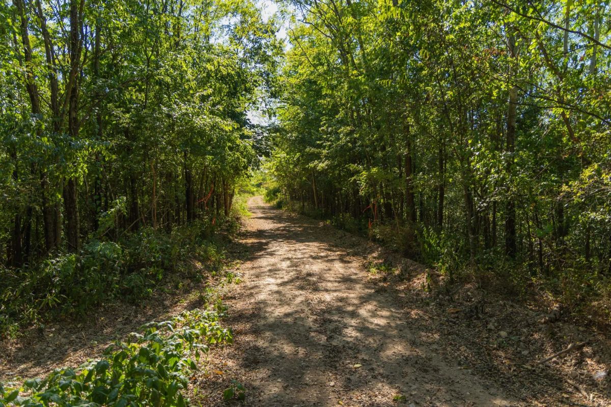 Decorative background for Big White Oak Tract 98 image 19