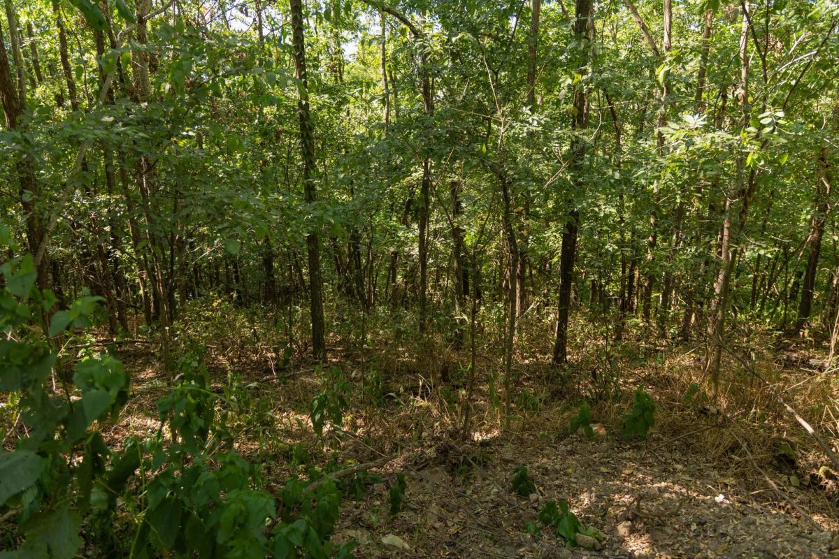 Decorative background for Big White Oak Tract 98 image 20