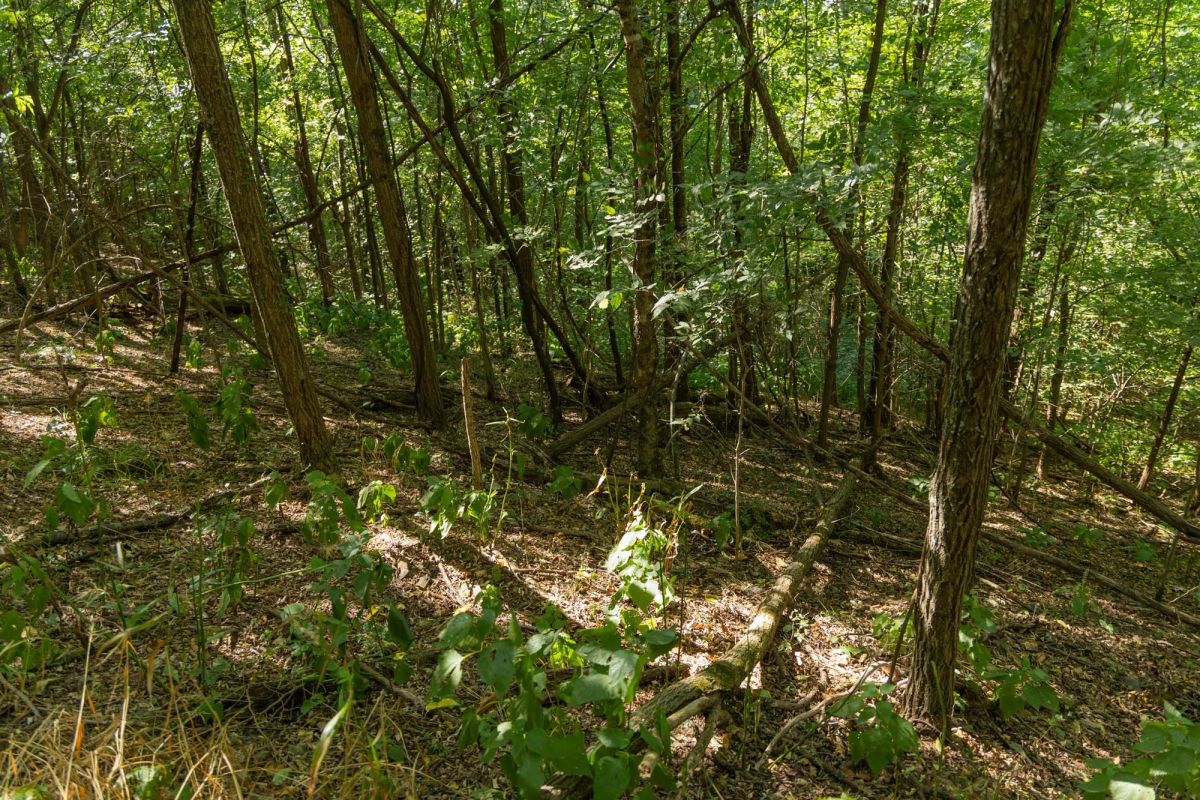 Decorative background for Big White Oak Tract 98 image 21