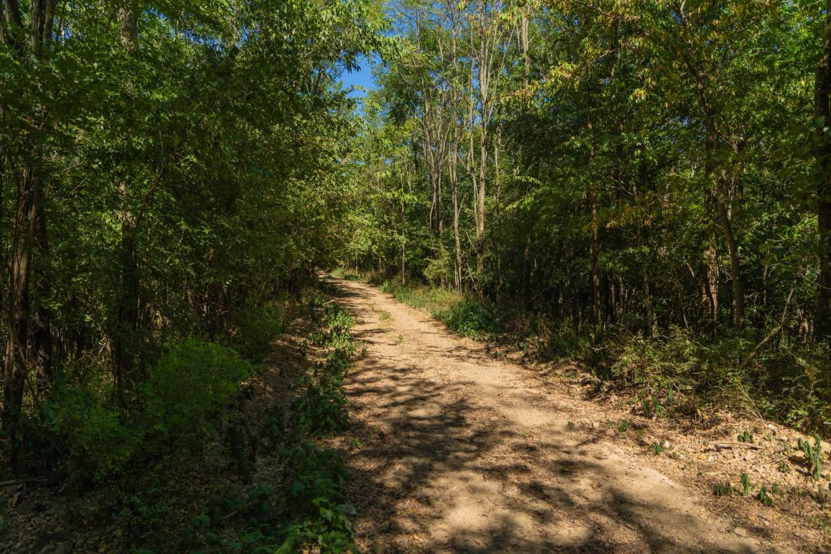 Decorative background for Big White Oak Tract 98 image 22