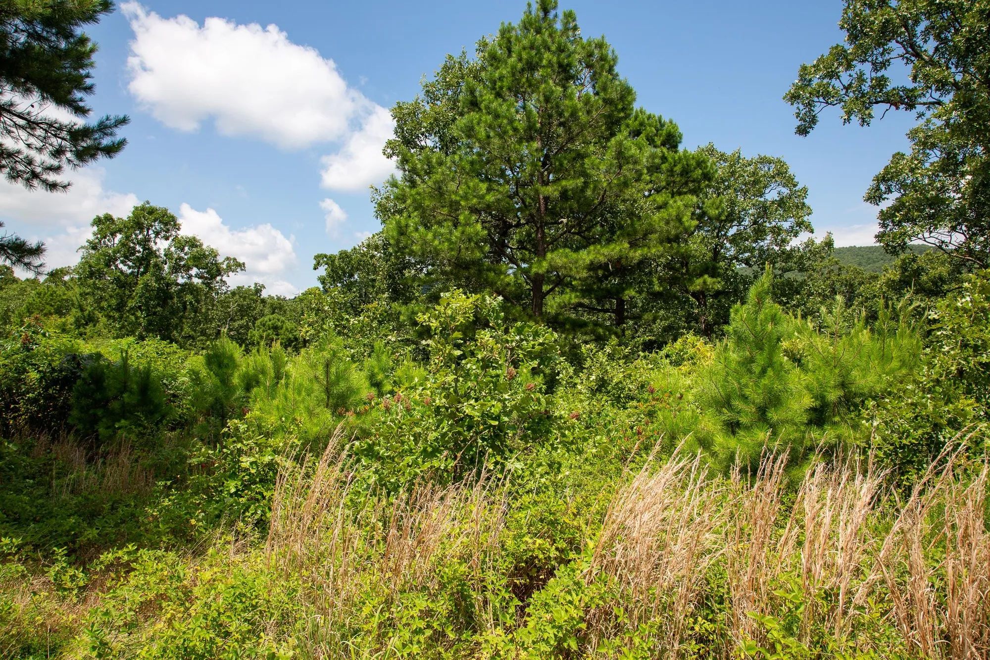 Tyler Stone Ranch Tract 28 in Le Flore County, OK