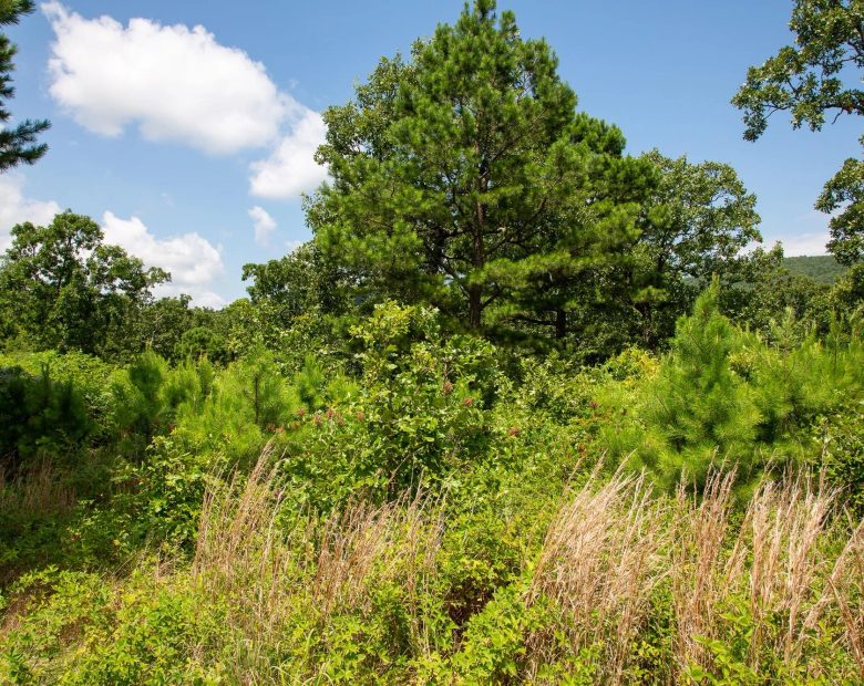 Tyler Stone Ranch Tract 28 in Le Flore County, OK