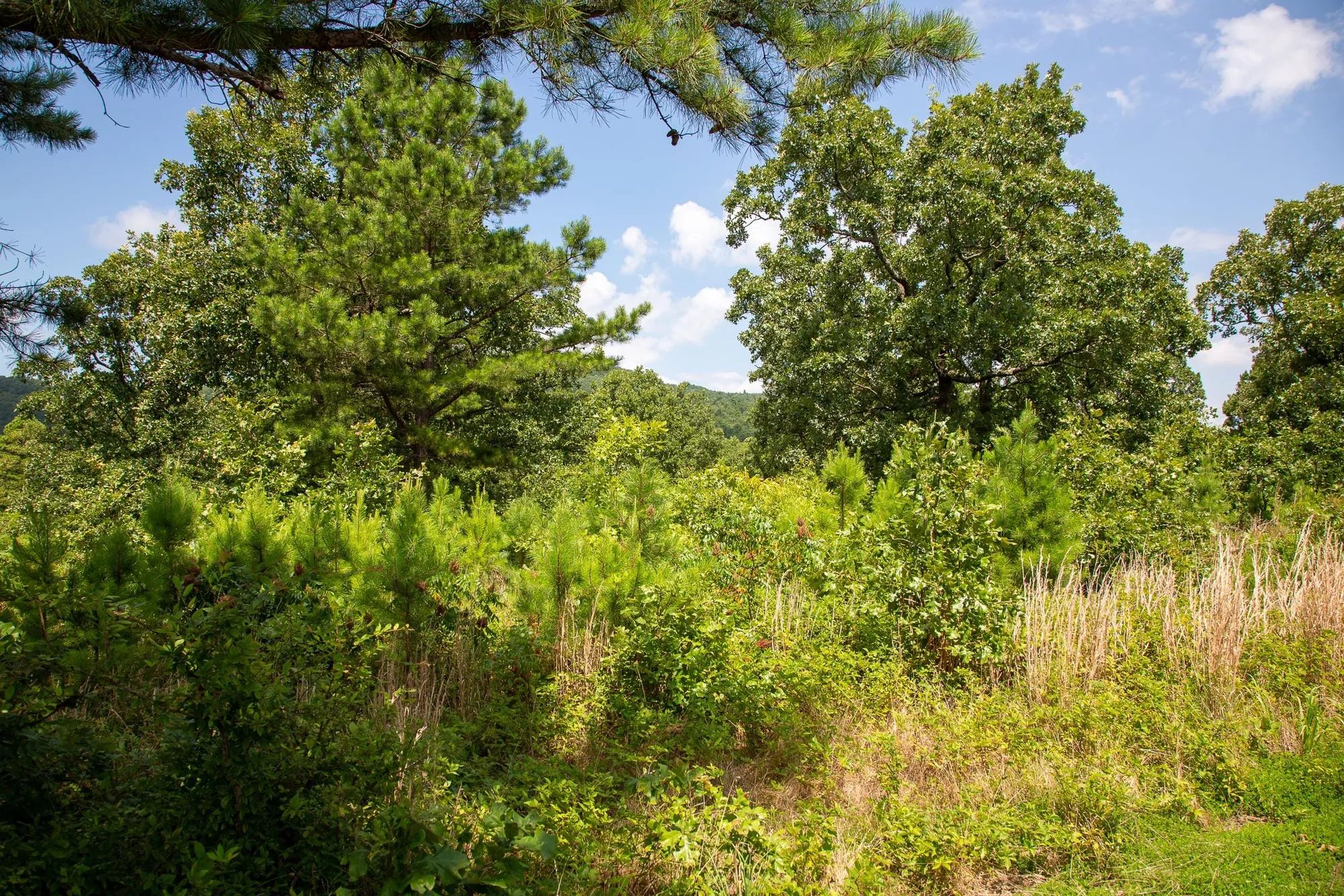 Tyler Stone Ranch Tract 28 in Le Flore County, OK