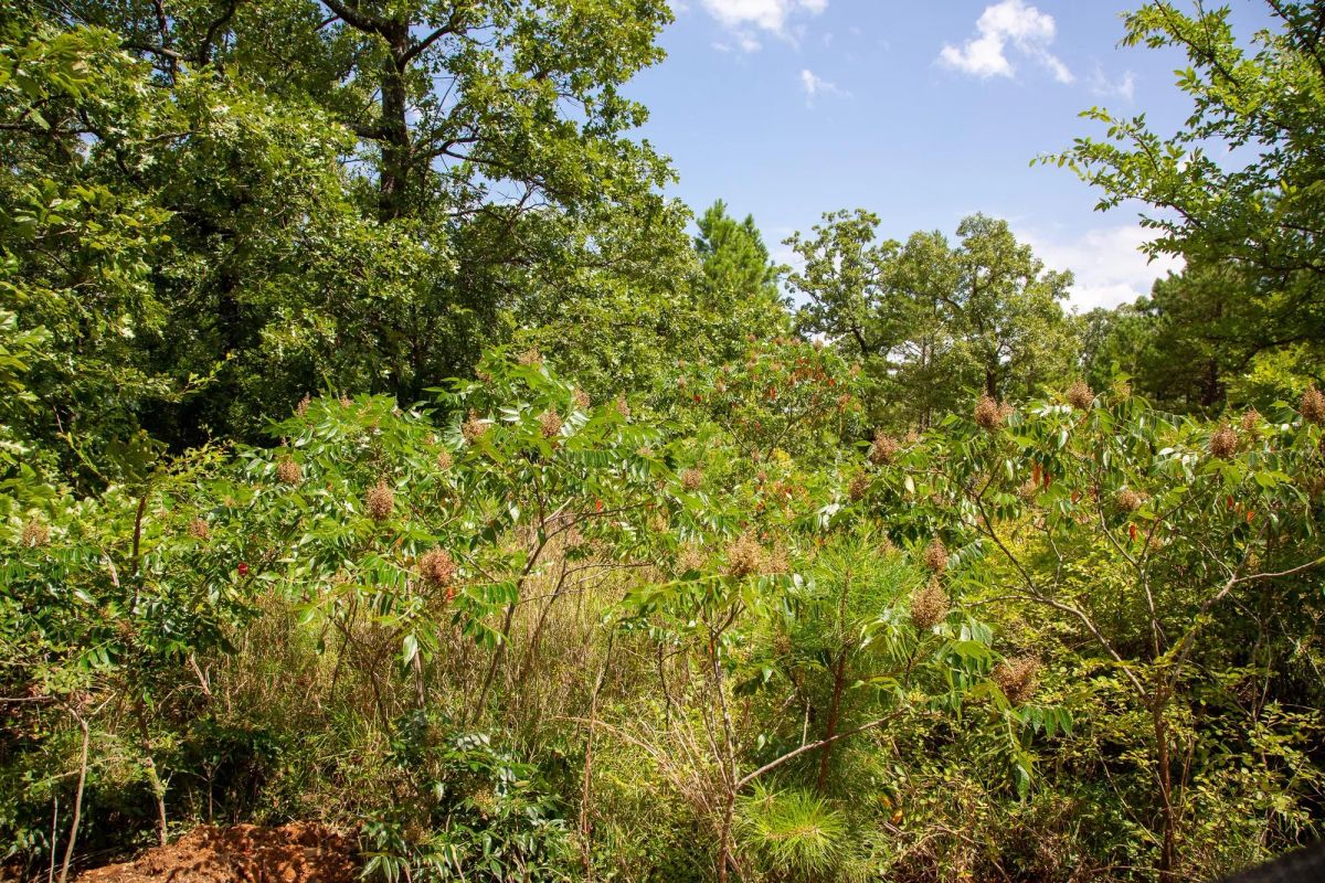 Decorative background for Tyler Stone Ranch Tract 28 image 12