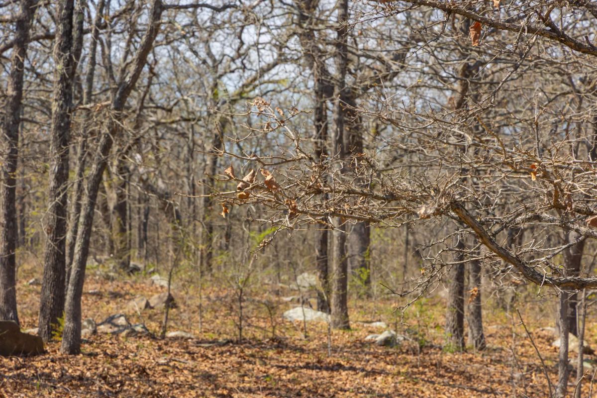 Decorative background for JLH Estates Tract 7 image 7