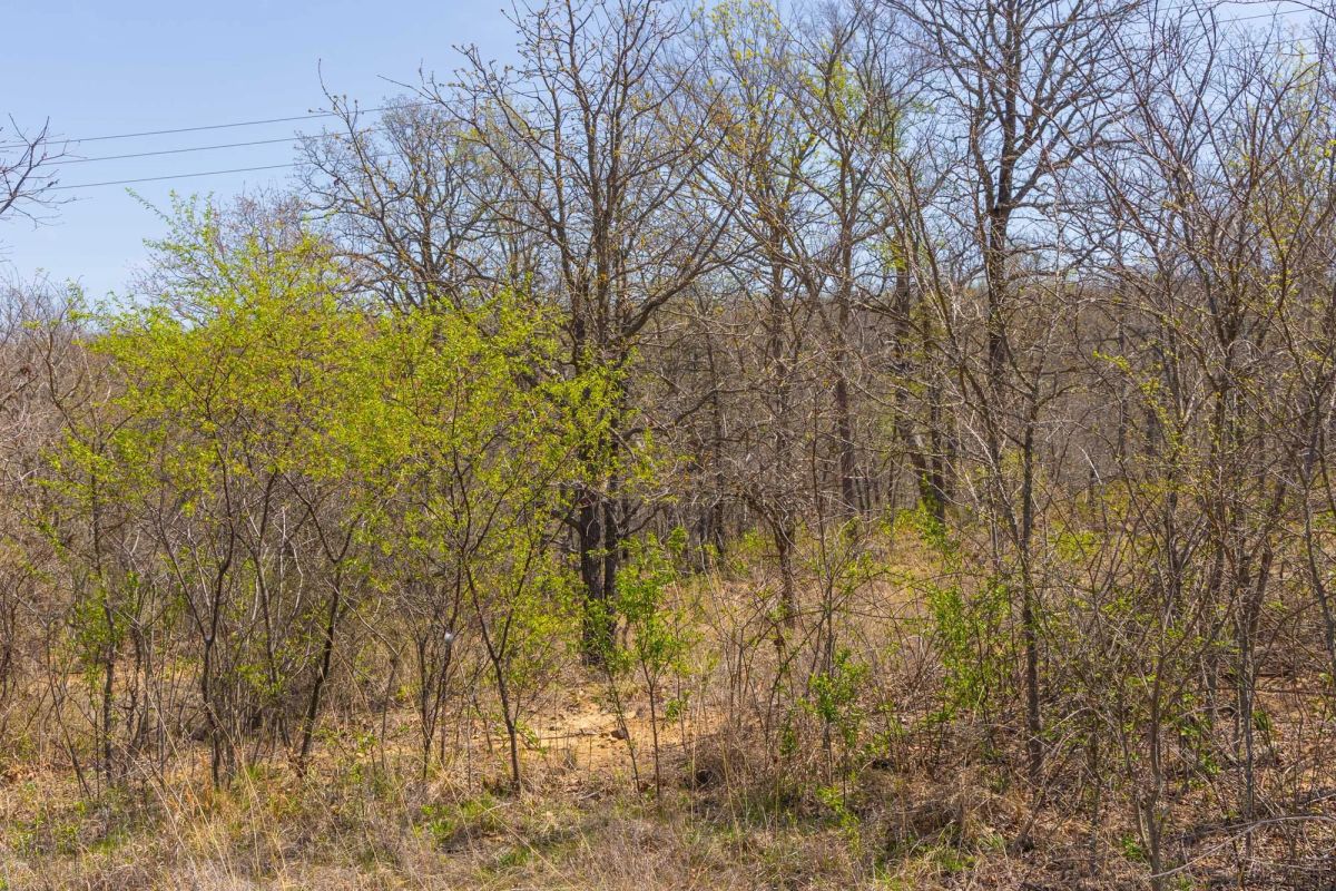Decorative background for JLH Estates Tract 7 image 11