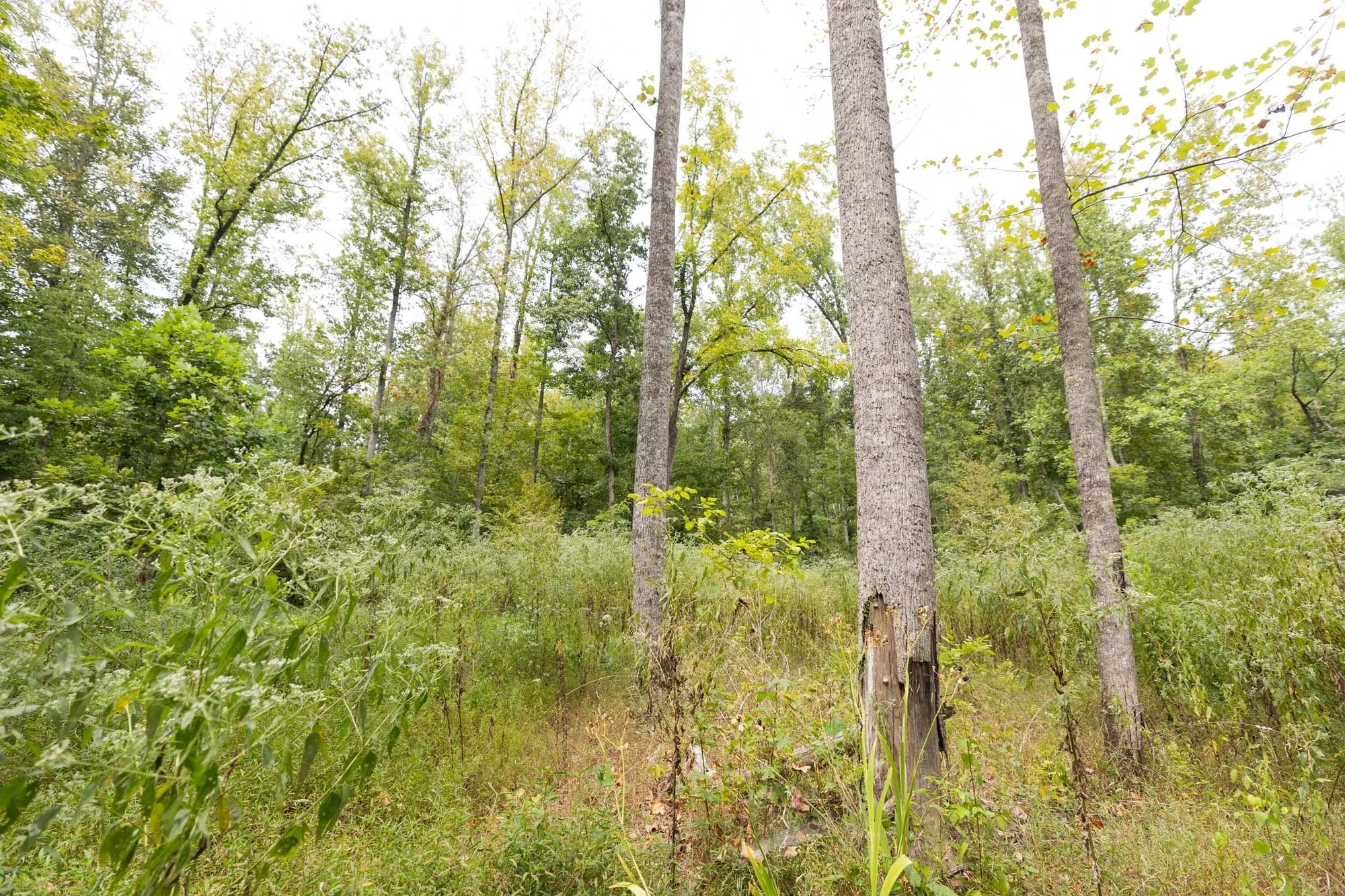 Big White Oak Tract 93 in Perry County, TN