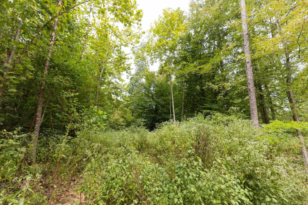 Big White Oak Tract 93 - Image 2