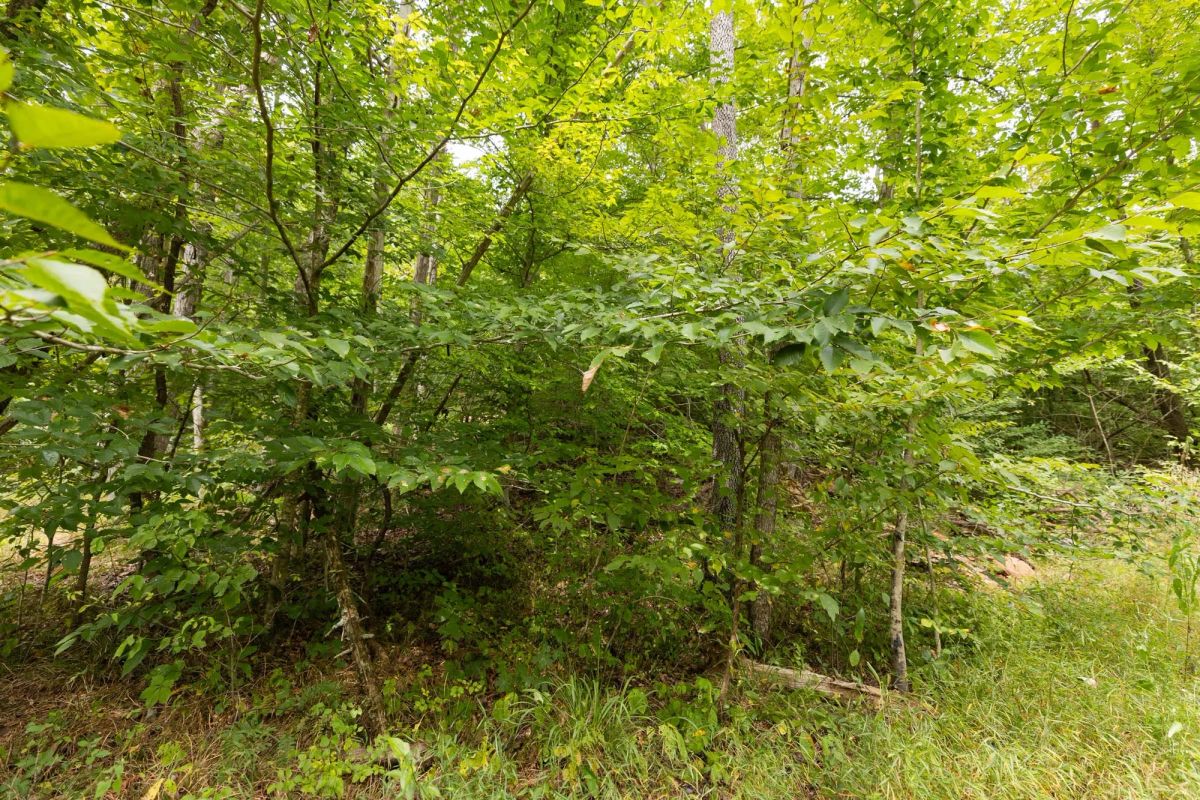 Big White Oak Tract 93 - Image 3