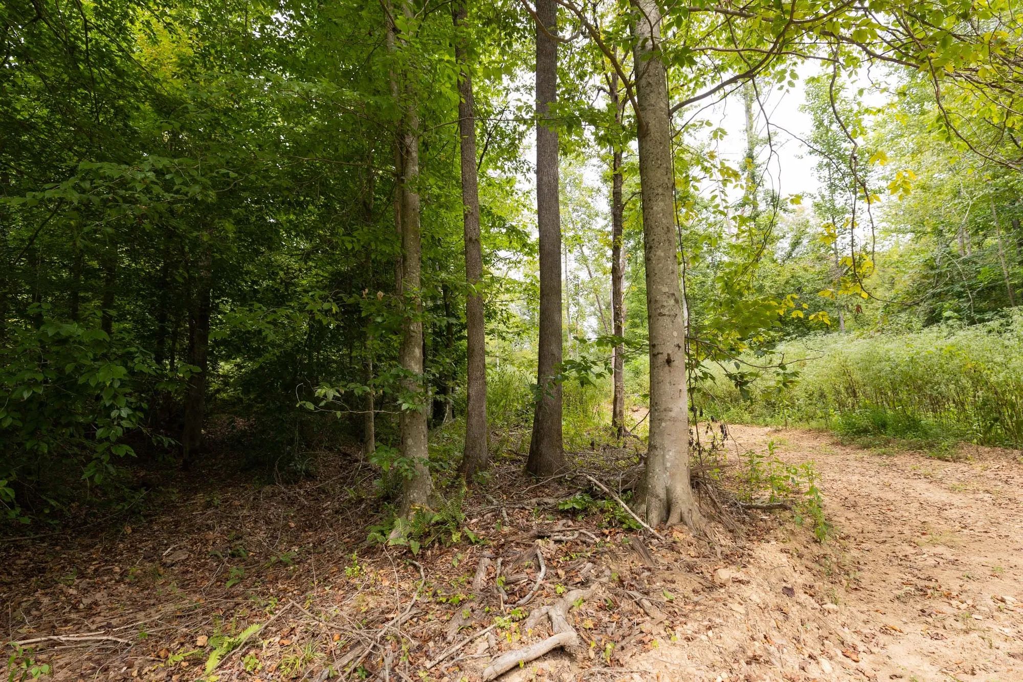 Big White Oak Tract 93 in Perry County, TN
