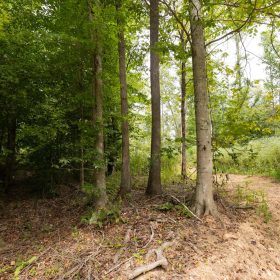 Big White Oak Tract 93 in Perry County, TN