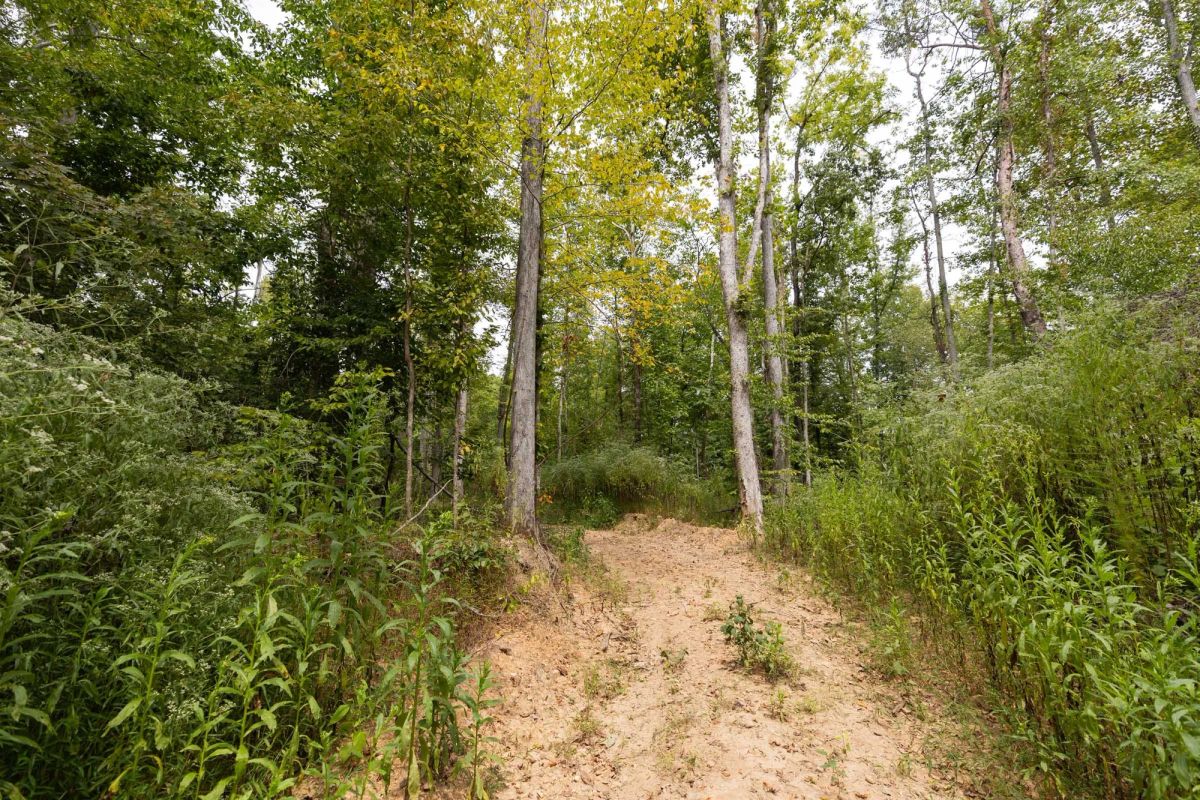 Decorative background for Big White Oak Tract 93 image 5