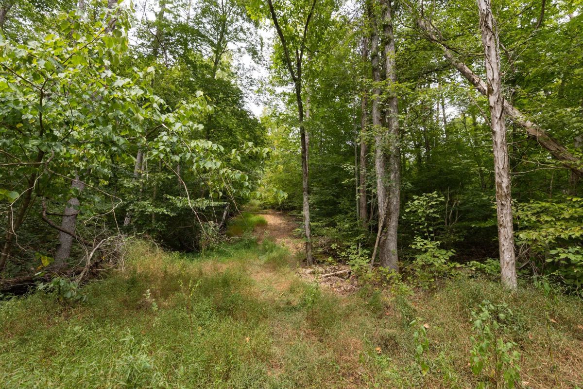 Decorative background for Big White Oak Tract 93 image 6