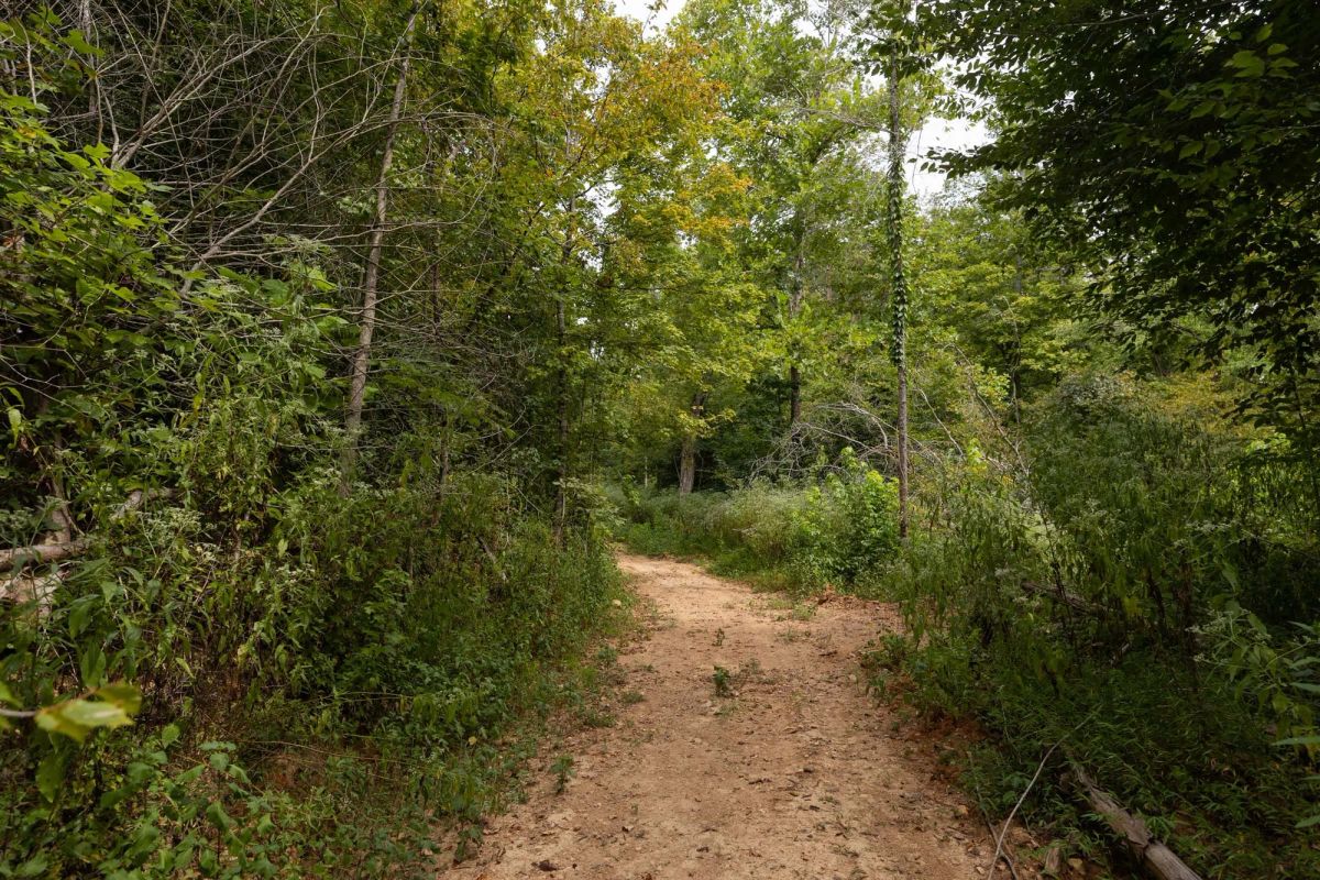 Decorative background for Big White Oak Tract 93 image 7