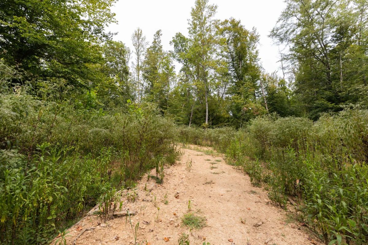 Decorative background for Big White Oak Tract 93 image 8