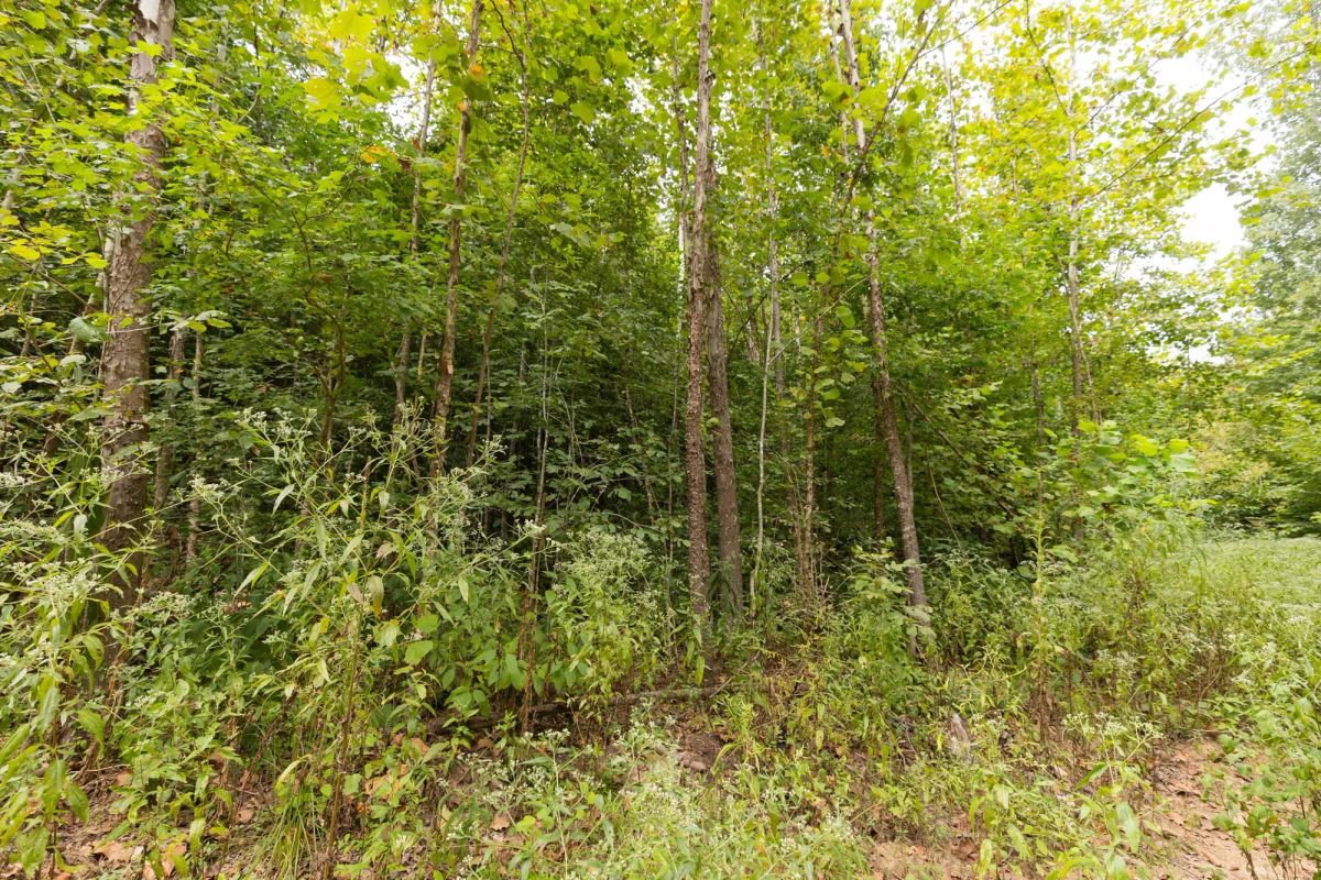Decorative background for Big White Oak Tract 93 image 9