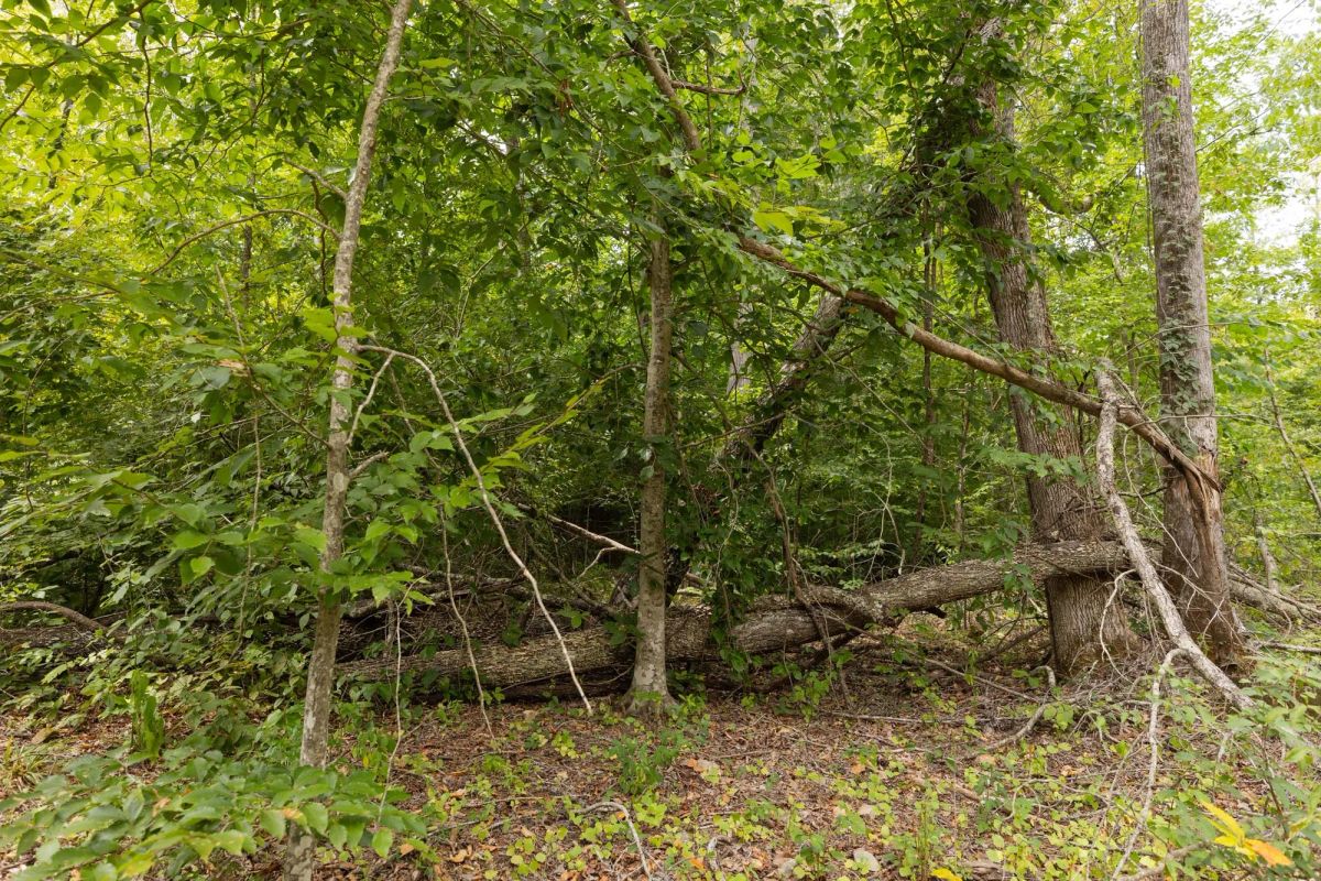 Decorative background for Big White Oak Tract 93 image 10
