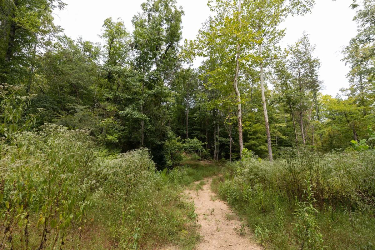 Decorative background for Big White Oak Tract 93 image 11