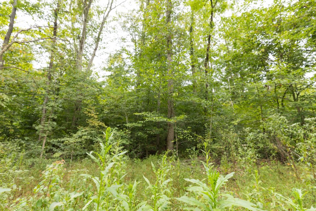 Decorative background for Big White Oak Tract 93 image 12