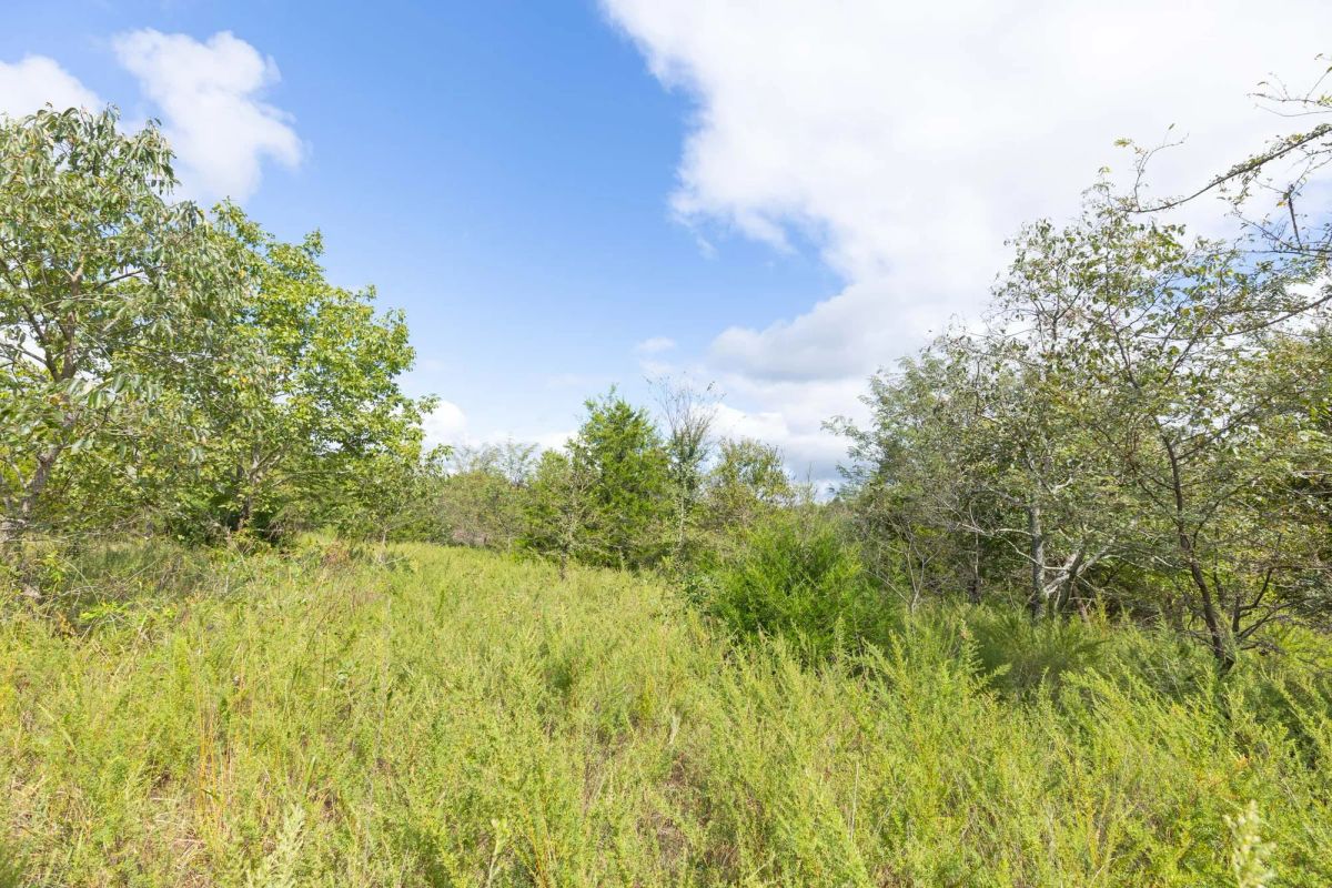 Decorative background for Reserves At Cattail Cove Phase II Tract 88 image 7