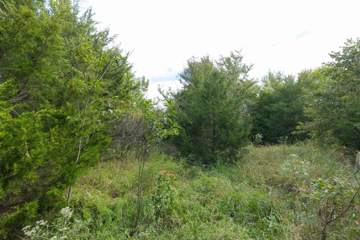 Decorative background for Reserves At Cattail Cove Phase II Tract 88 image 9