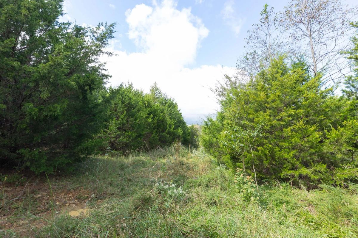 Decorative background for Reserves At Cattail Cove Phase II Tract 88 image 10