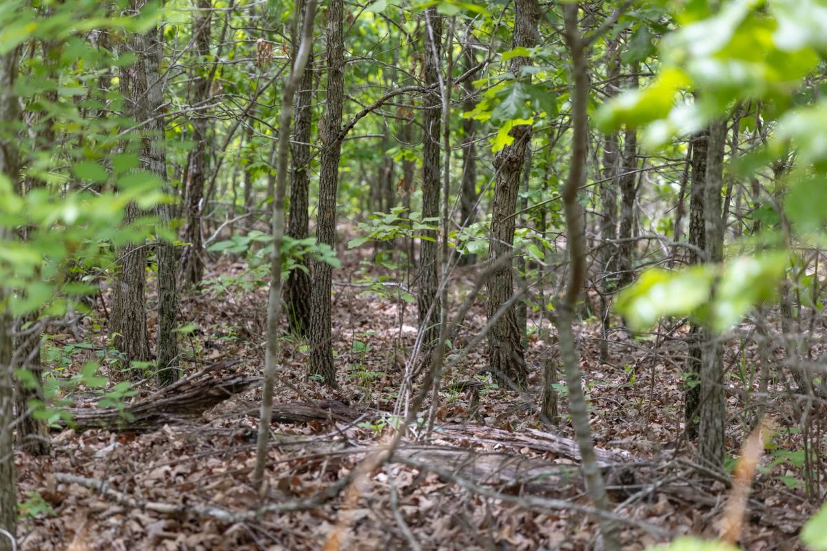 Sleepy Hollow Phase II Tract 76 - Image 4