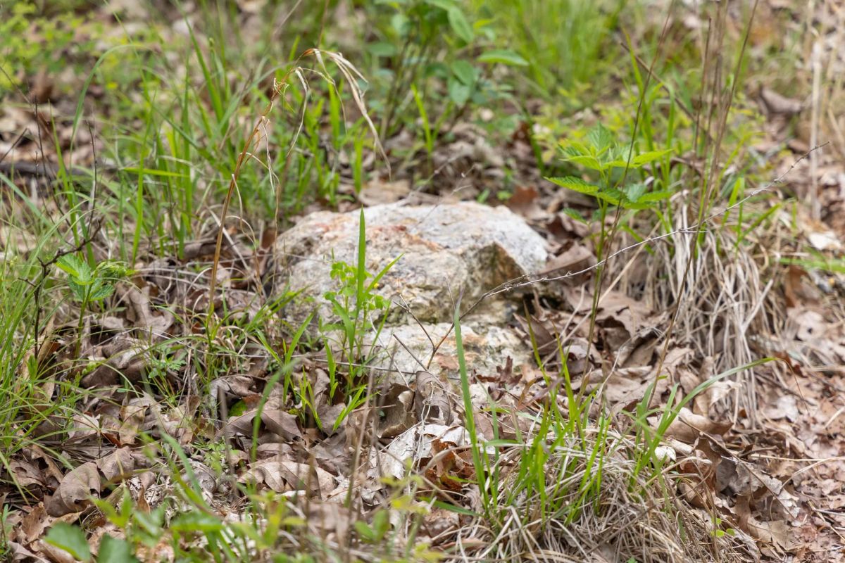 Decorative background for Sleepy Hollow Phase II Tract 76 image 6