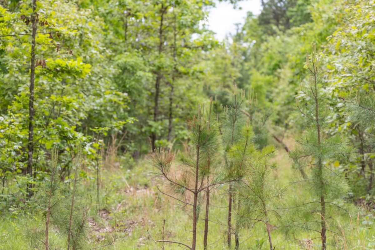 Decorative background for Sleepy Hollow Phase II Tract 76 image 7