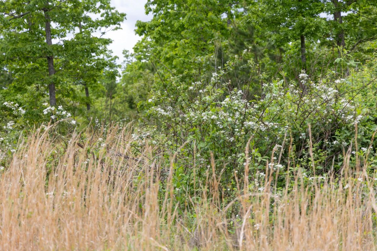 Decorative background for Sleepy Hollow Phase II Tract 76 image 9