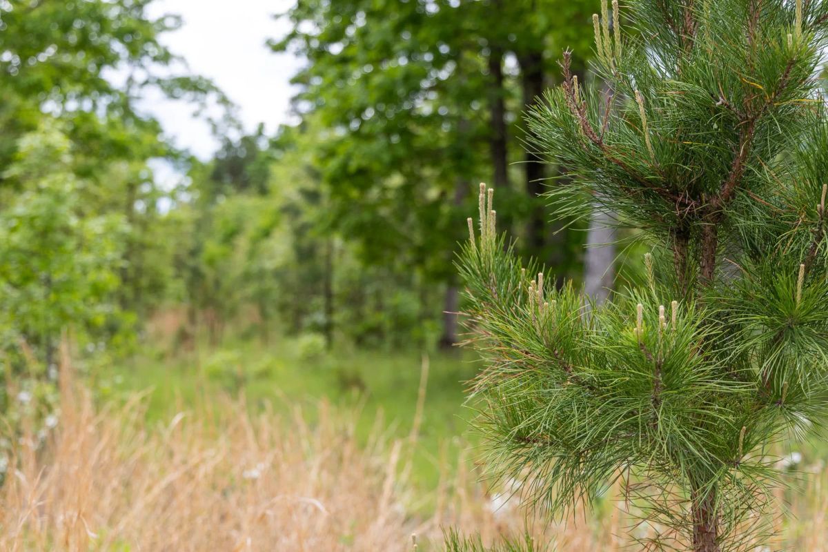 Decorative background for Sleepy Hollow Phase II Tract 76 image 10