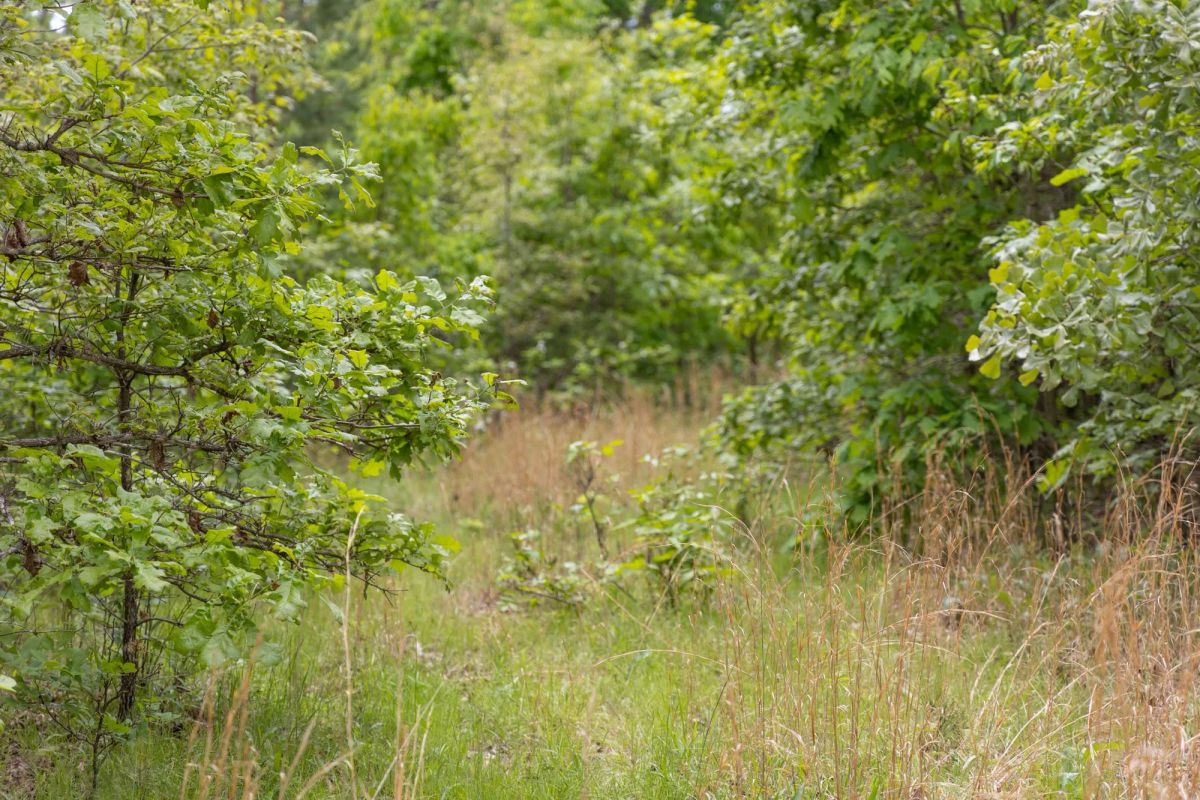 Decorative background for Sleepy Hollow Phase II Tract 76 image 11