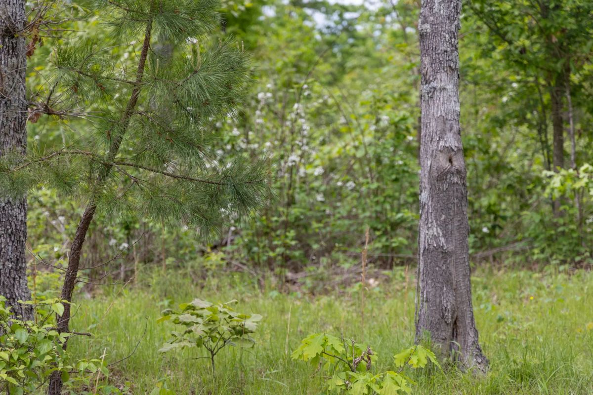 Decorative background for Sleepy Hollow Phase II Tract 76 image 12