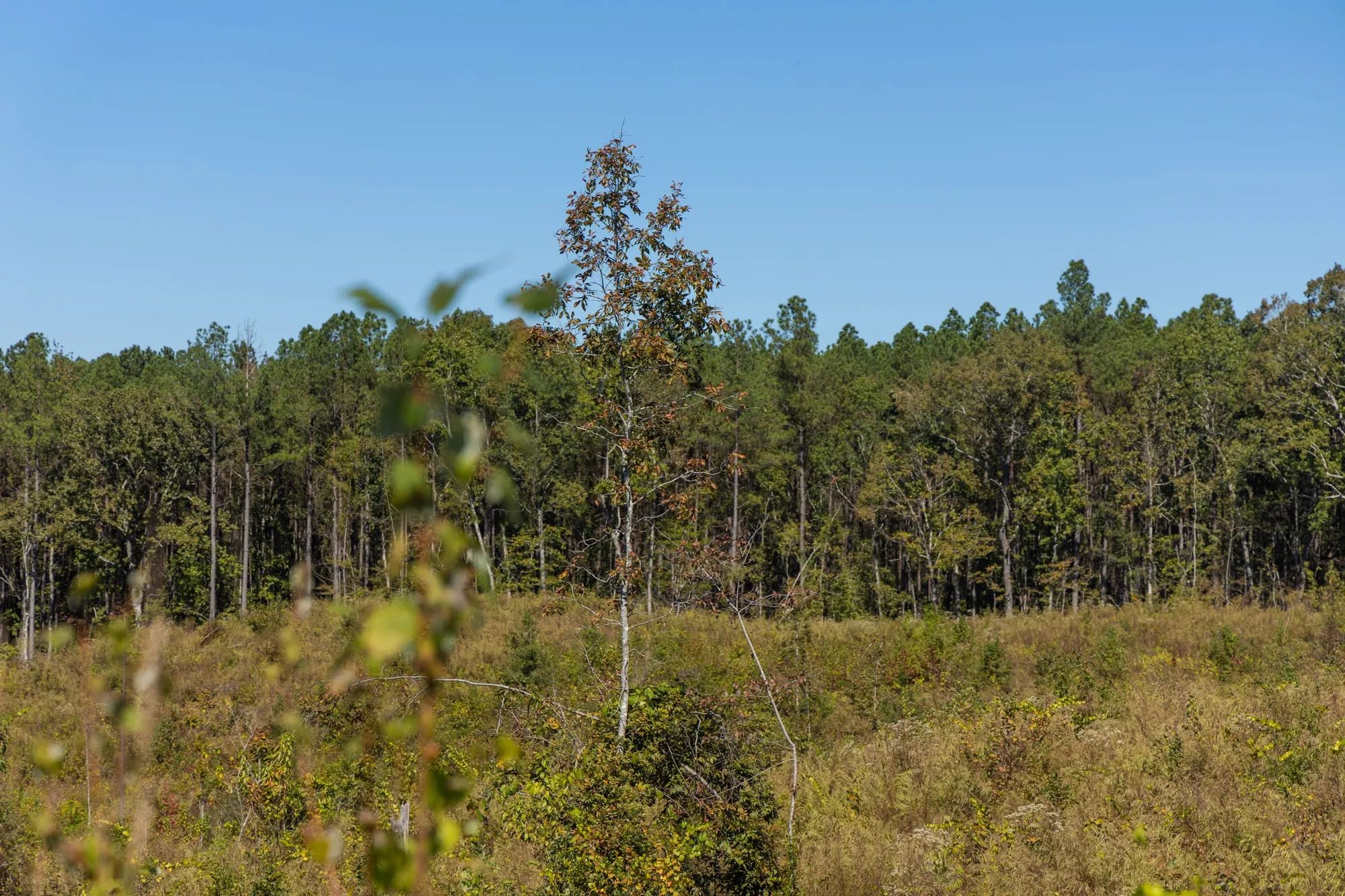 Meyer’s Ridge Tract 13 in Attala County, MS