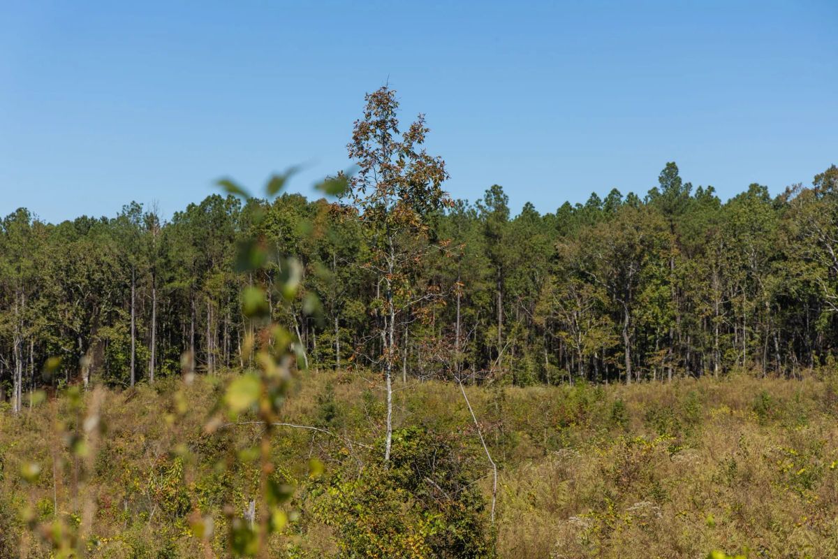 Meyer’s Ridge Tract 13 - Image 3
