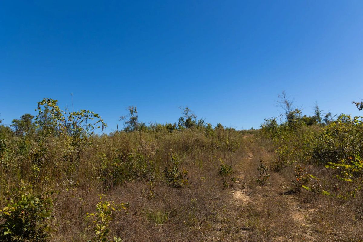 Decorative background for Meyer’s Ridge Tract 13 image 6
