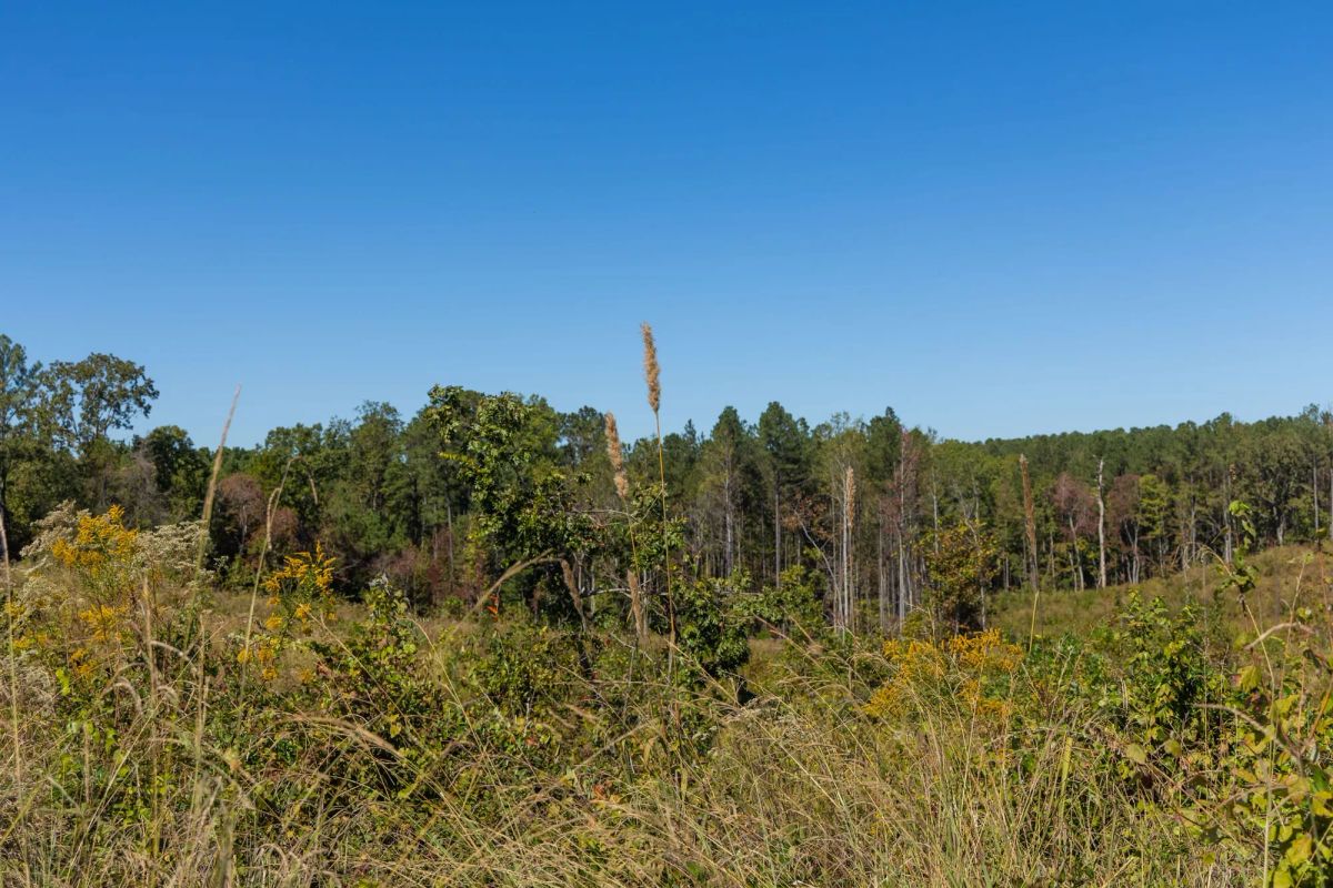 Decorative background for Meyer’s Ridge Tract 13 image 7