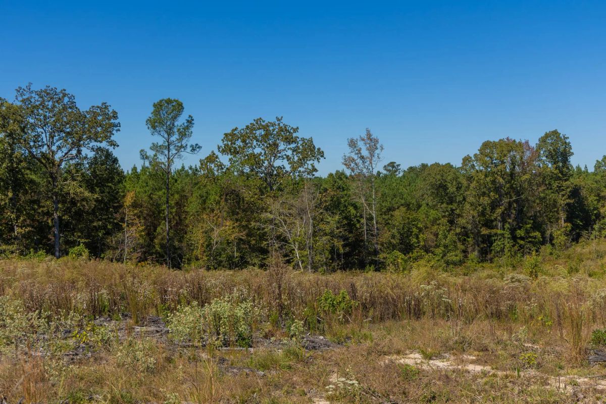 Decorative background for Meyer’s Ridge Tract 13 image 9