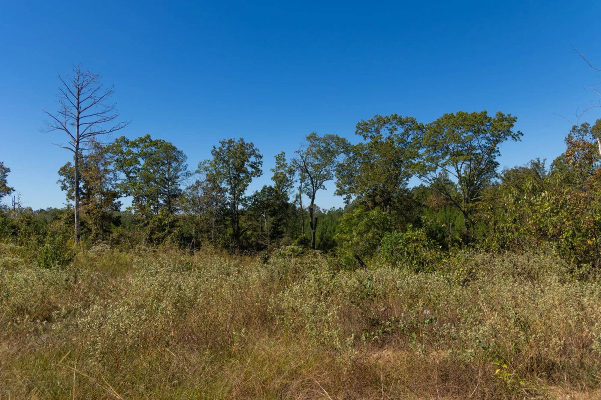 Decorative background for Meyer’s Ridge Tract 13 image 10