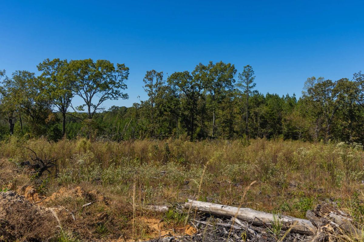 Decorative background for Meyer’s Ridge Tract 13 image 11