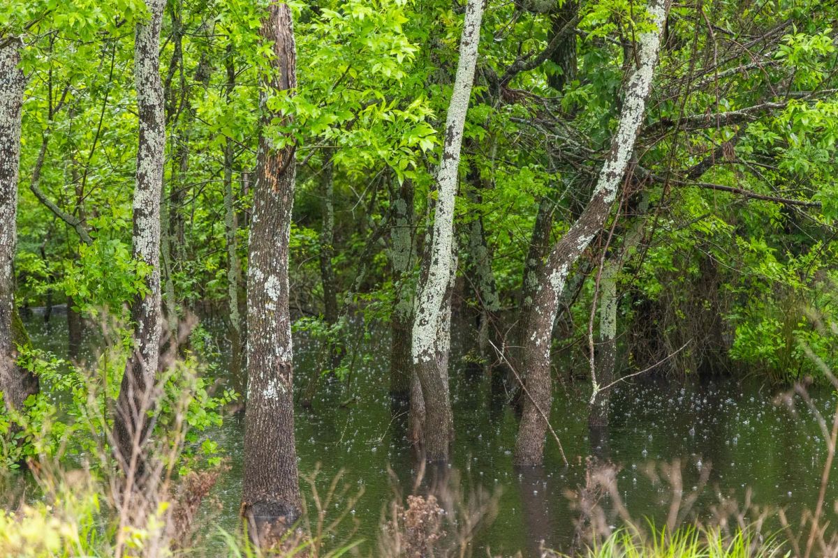 Harmony Hills Tract 20 - Image 4