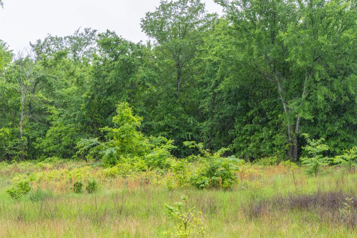 Decorative background for Harmony Hills Tract 20 image 6