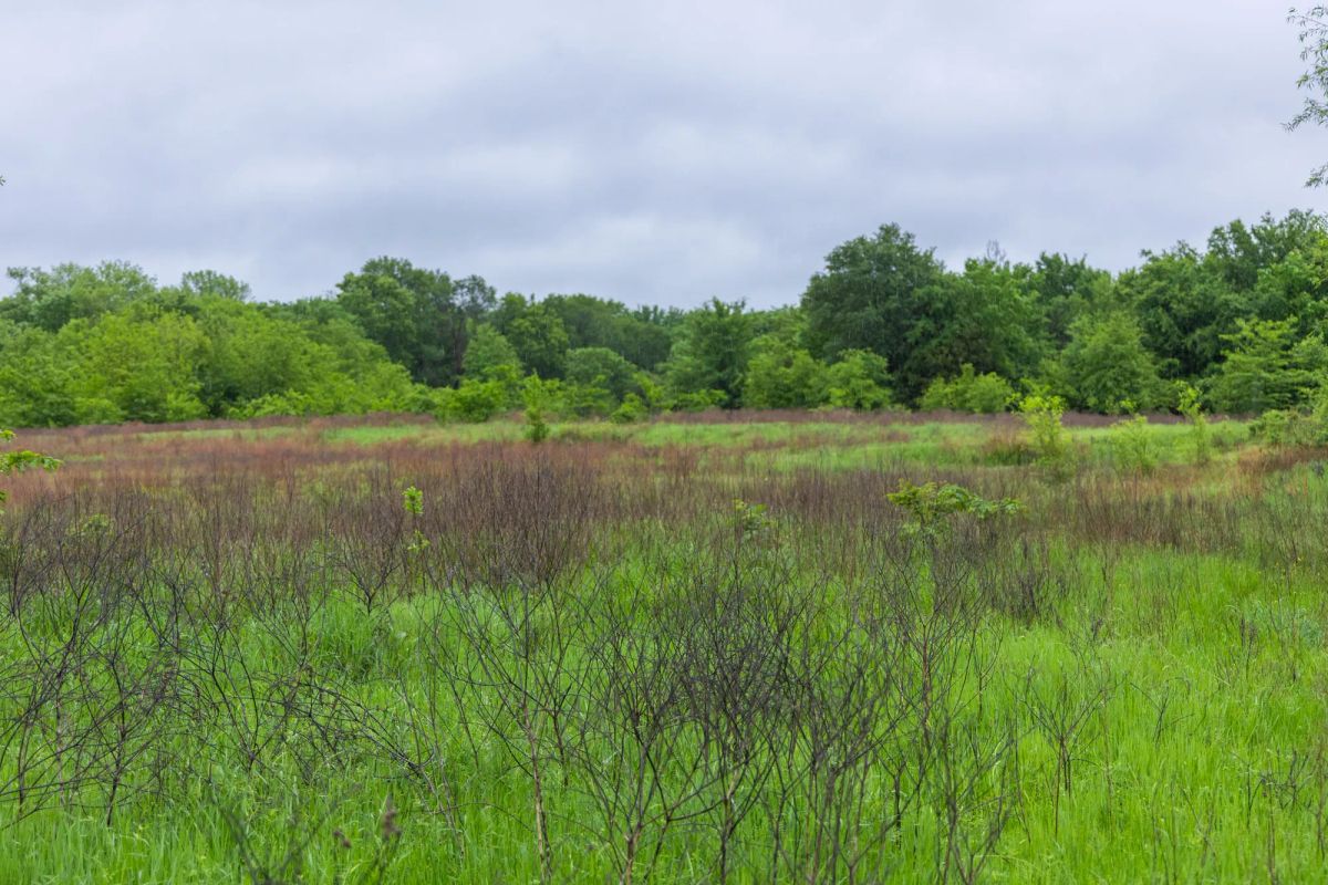Decorative background for Harmony Hills Tract 20 image 11