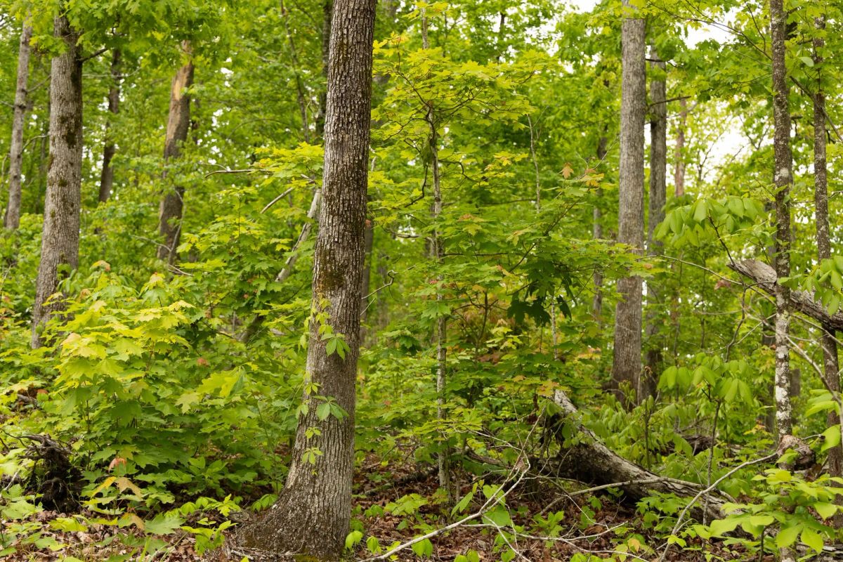 Stardust Estates Tract 3 - Image 3