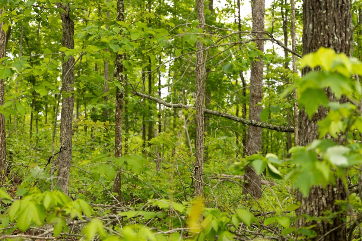 Decorative background for Stardust Estates Tract 3 image 5