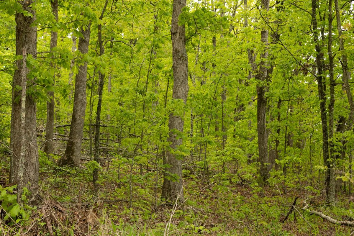 Decorative background for Stardust Estates Tract 3 image 8