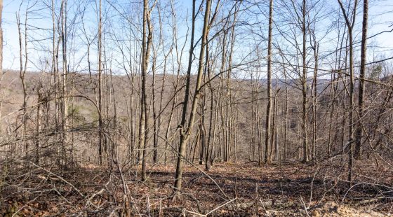 Creek Hollow Phase I Tract 18 in Rockcastle County, KY