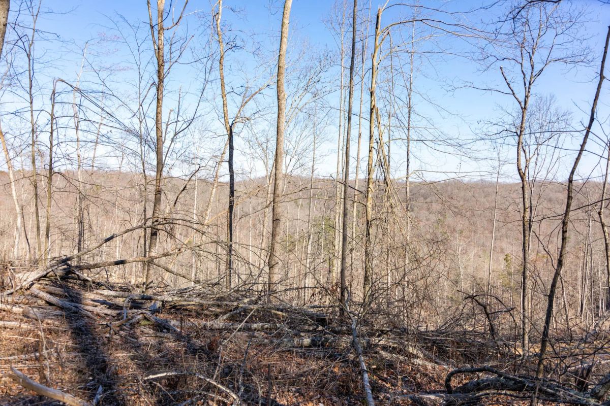 Decorative background for Creek Hollow Phase I Tract 18 image 6