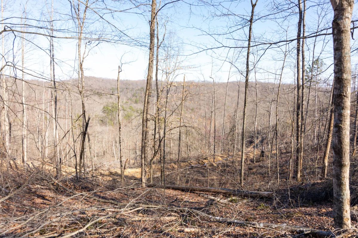 Decorative background for Creek Hollow Phase I Tract 18 image 8