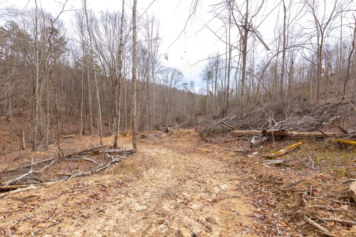 Decorative background for Creek Hollow Phase I Tract 18 image 9